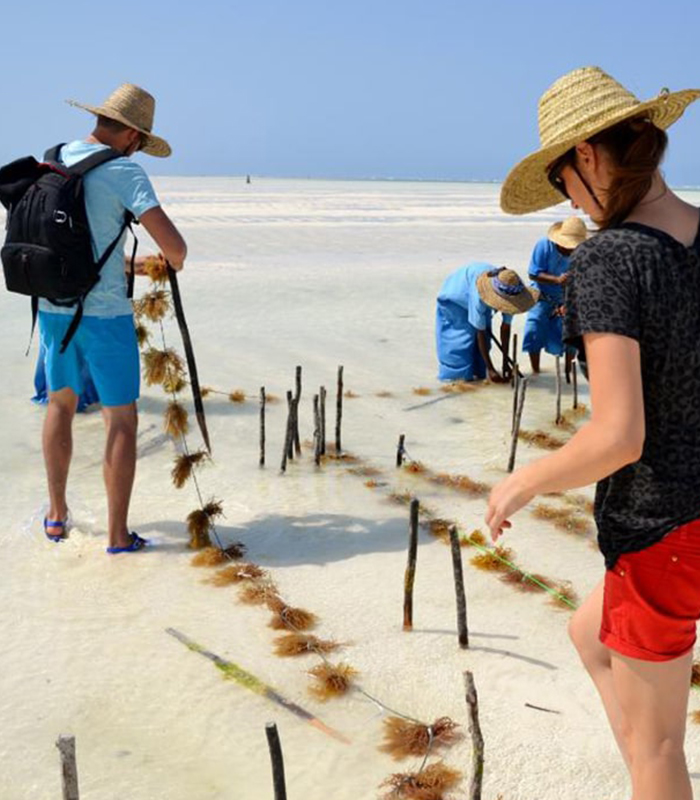 Seaweed Center Tour